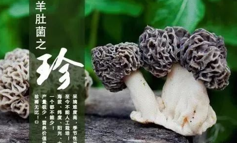 羊肚菌的保存