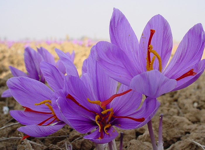 .藏红花（藏红花多少钱一克）