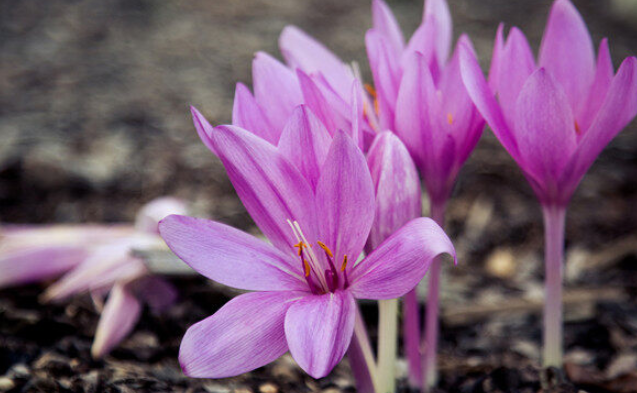 藏红花如何（藏红花如何泡水）