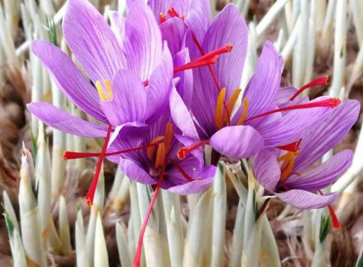 藏红花多少一克（藏红花一克大概有多少根）