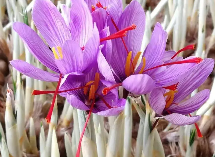 高血压 藏红花（高血压藏红花泡水喝的功效与作用及禁忌）