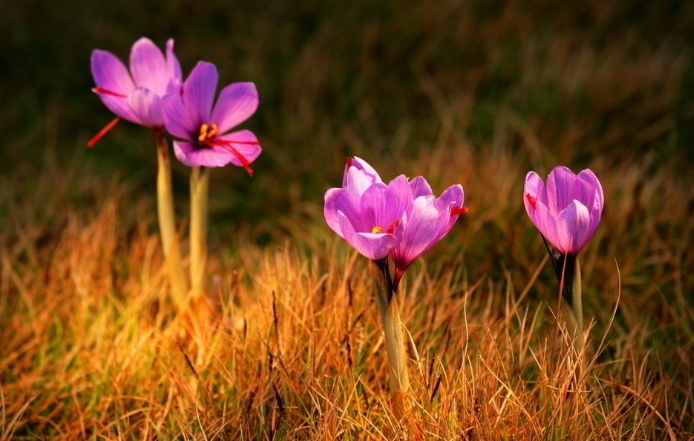 藏红花痛经（藏红花痛经怎么喝）