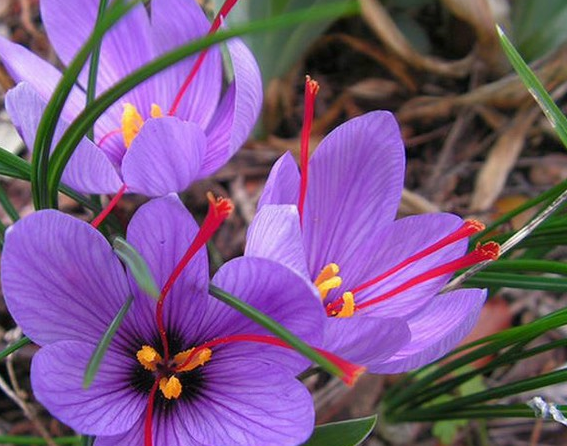 藏红花泡澡（藏红花泡澡放多少）