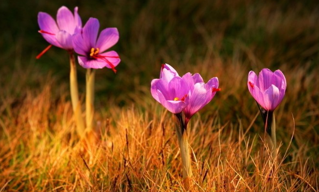 番红花是藏红花吗（番红花和藏红花区别）