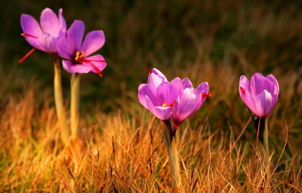 闭经可以吃藏红花吗（闭经了可以喝藏红花吗）