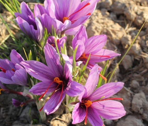 藏红花泡水温度多少合适（藏红花泡茶温度多少合适）