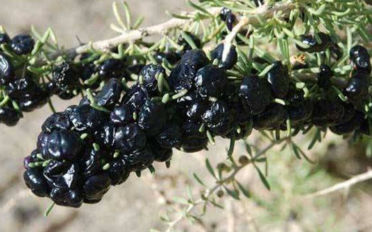 黑枸杞蜂蜜水怎么泡（黑枸杞泡蜂蜜怎么泡）